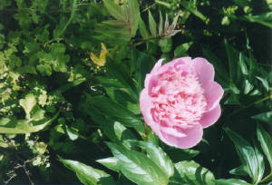 rosa.jpg